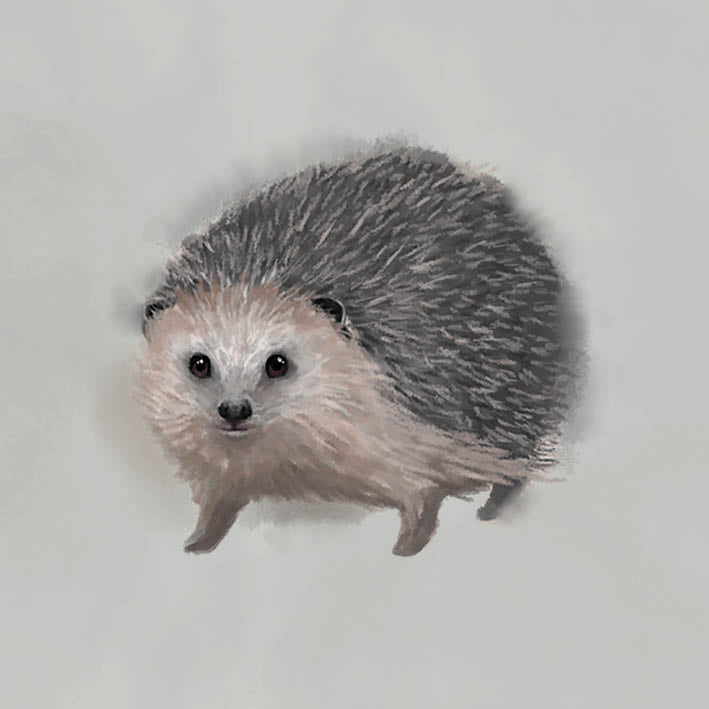 Greeting card - The Hedgehog