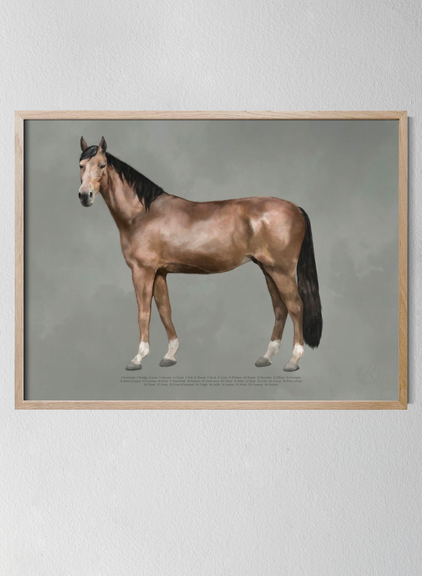 The Anatomy of the Horse