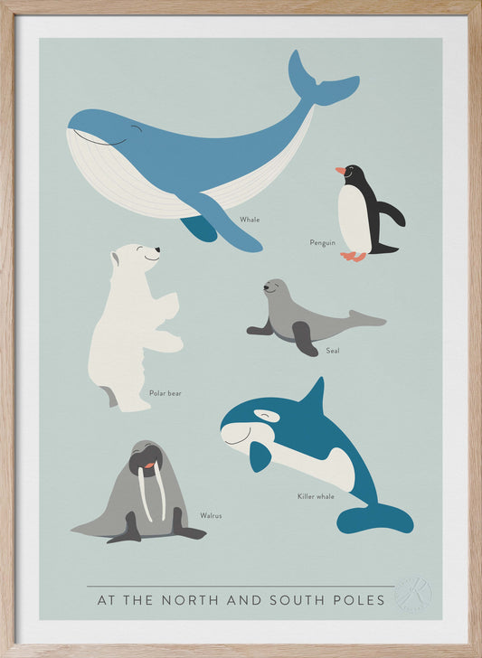 At the North and South Poles