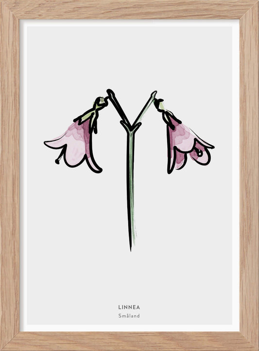 Landskapsblomma Linnea - Småland - Mini print A5 - Kunskapstavlan