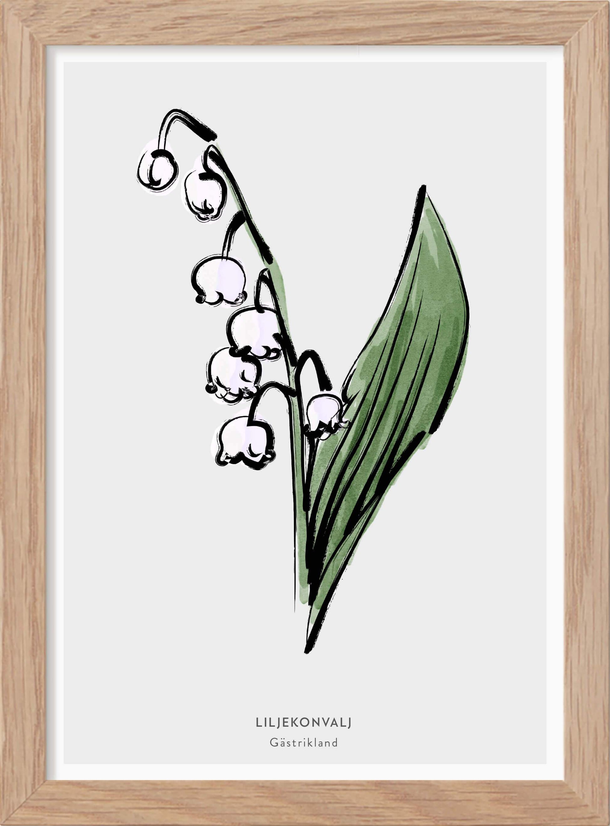 Landskapsblomma Liljekonvalj - Gästrikland - Mini print A5 - Kunskapstavlan